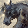 cavallo4